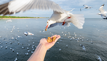 Zdjęcie: Komunikat dzikie zwierzęta